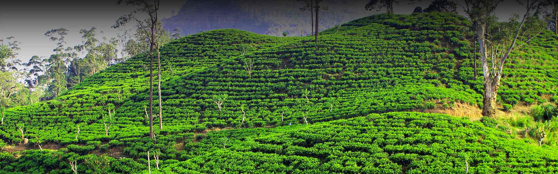Piantagione di tè nello Sri Lanka centrale.