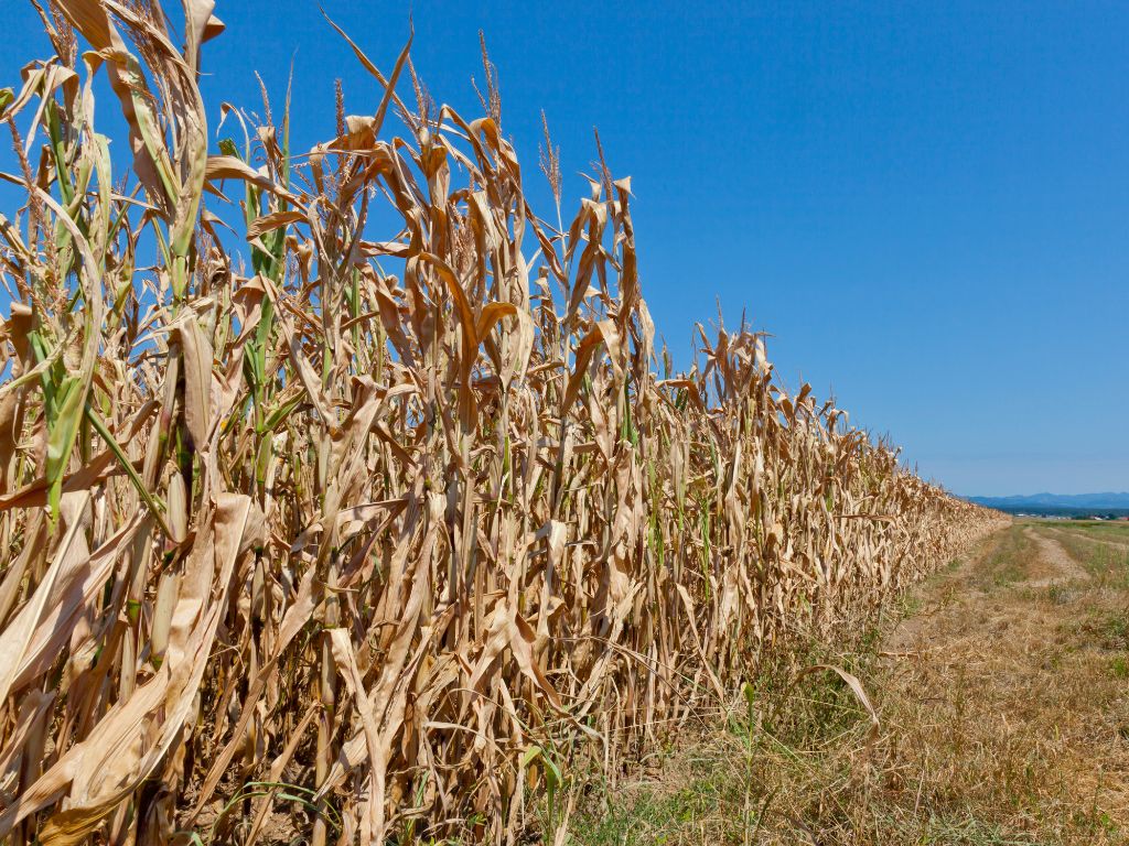 Supporting image for Europe’s Fields Are Burning: Extreme Heat Reshapes Agriculture