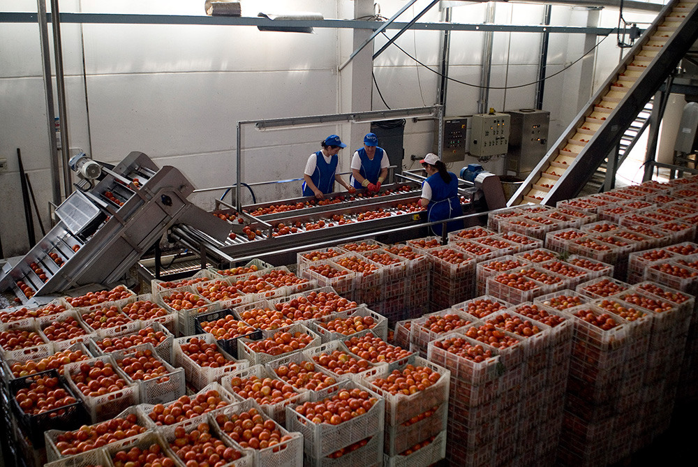 Traditionally almost all fruits were exported to Russia. Now it needs to find a buyer in Europe.