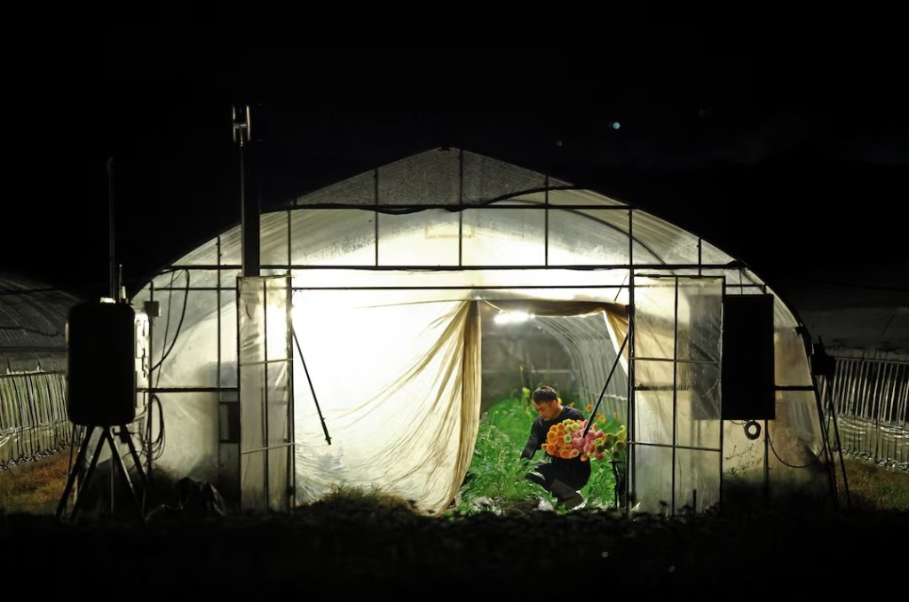 Motoaki Iijima, 36, harvests gerbera flowers inside a greenhouse at night in Nikko, Tochigi Prefecture, Japan, August 8, 2026. (REUTERS/Issei Kato)