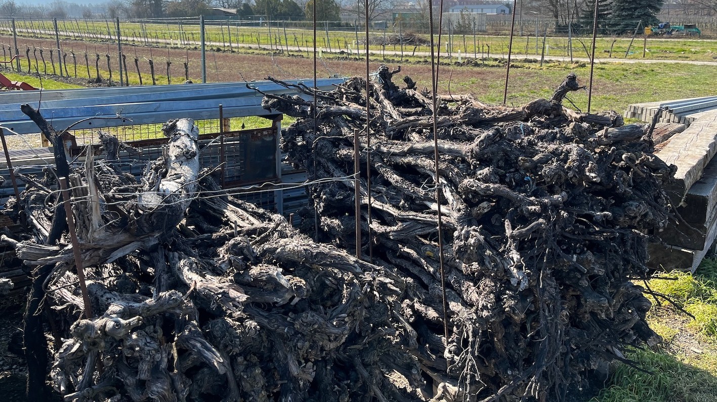1,300 vintners are completely giving up winemaking. In 2025, 27,500 hectares of vineyards have been cleared in France.