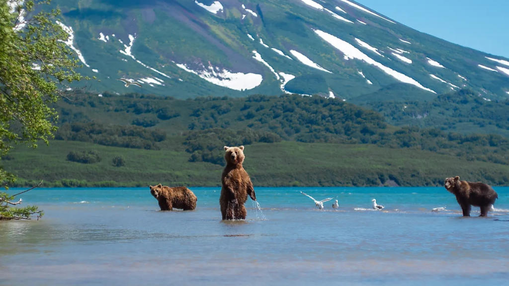 Kamchatka supports an estimated 25,000 brown bears, one of the largest concentrated wild populations on Earth.