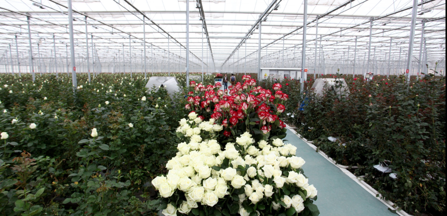 With the massive Russian market closed, local Armenian greenhouse owners already face mounting unsold inventory